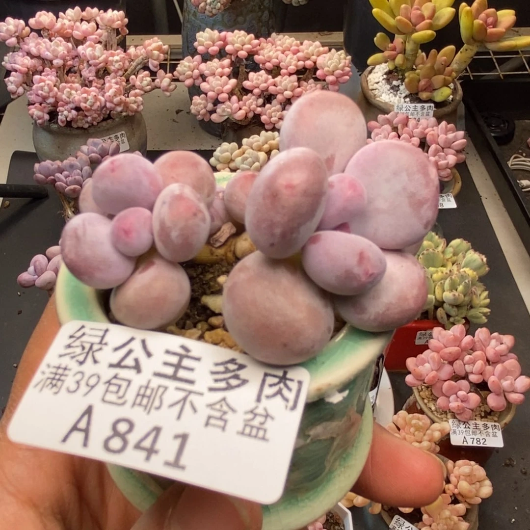 841糖豆奶多肉5c m