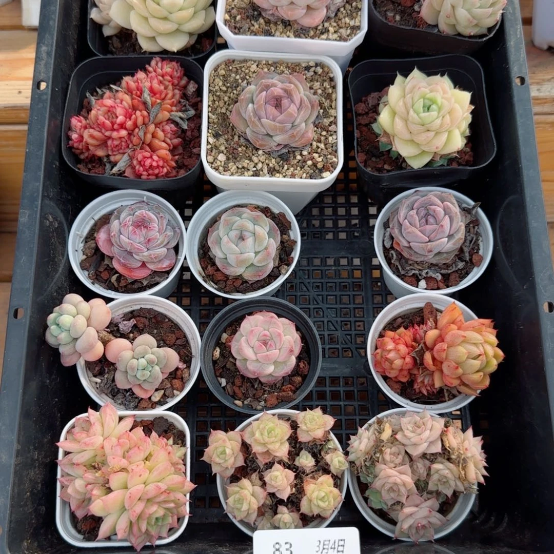 框拍框拍0304-83