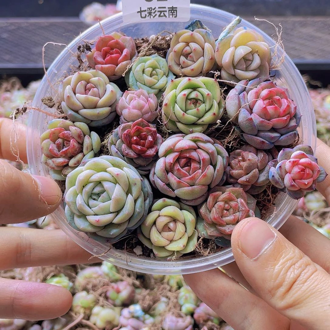 一物一拍000002号