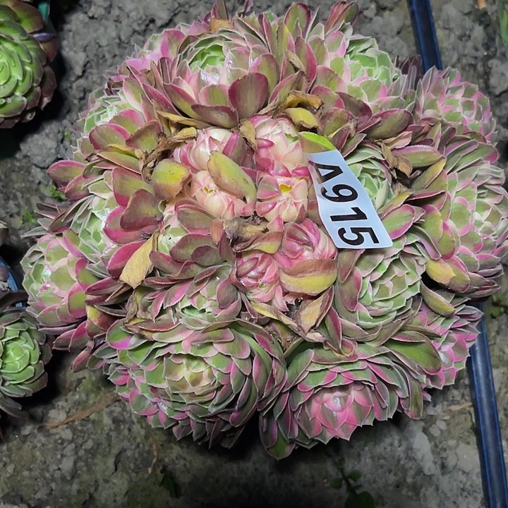 孔雀翎法师32///22包邮