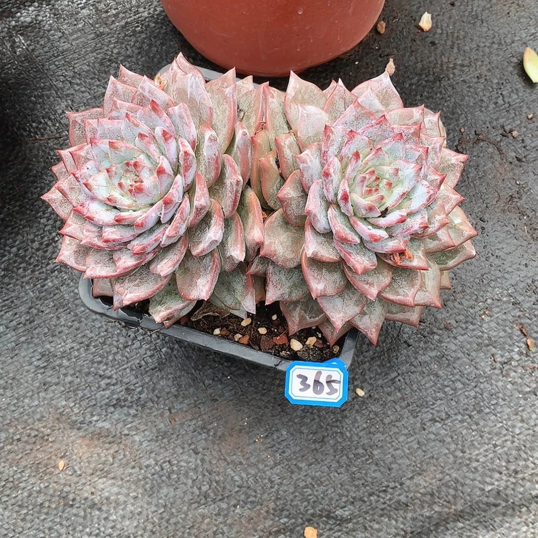 365蓝鸟 一物一拍多肉