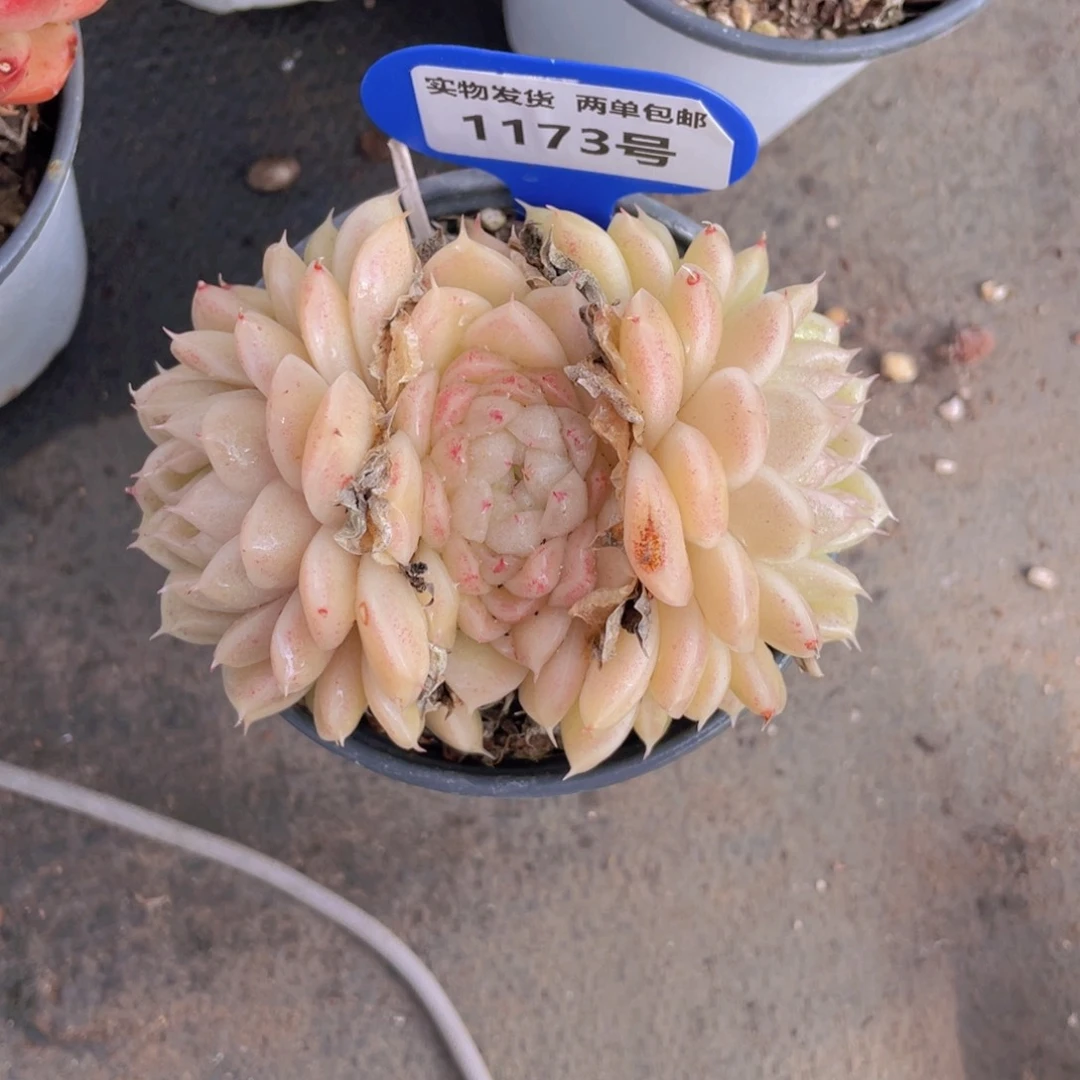 1173号油亮宽叶麦秆母本大群生一个不包整