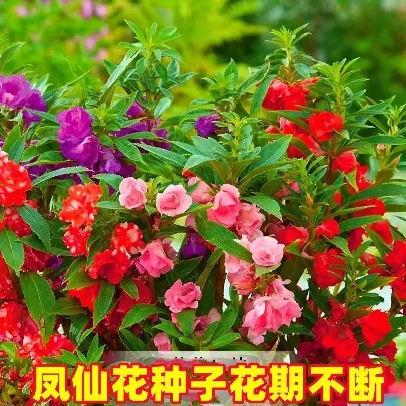 重瓣凤仙花种子 指甲花凤仙茶花四季播易活庭院阳台盆栽花卉种子