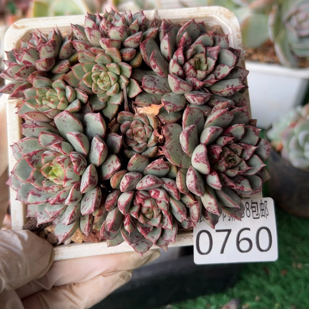 无花朵多肉一物一拍植物0760