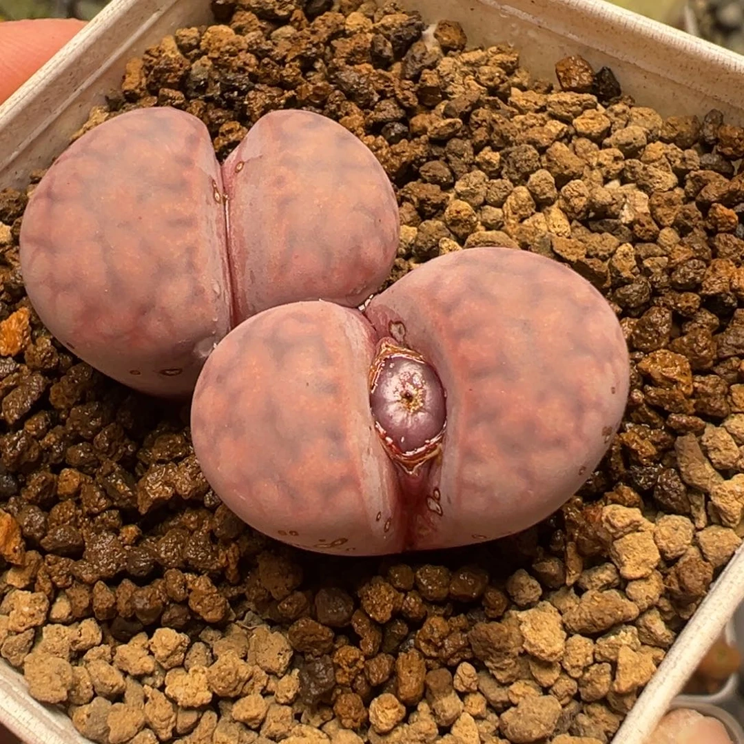 紫花纹母本带盆多肉