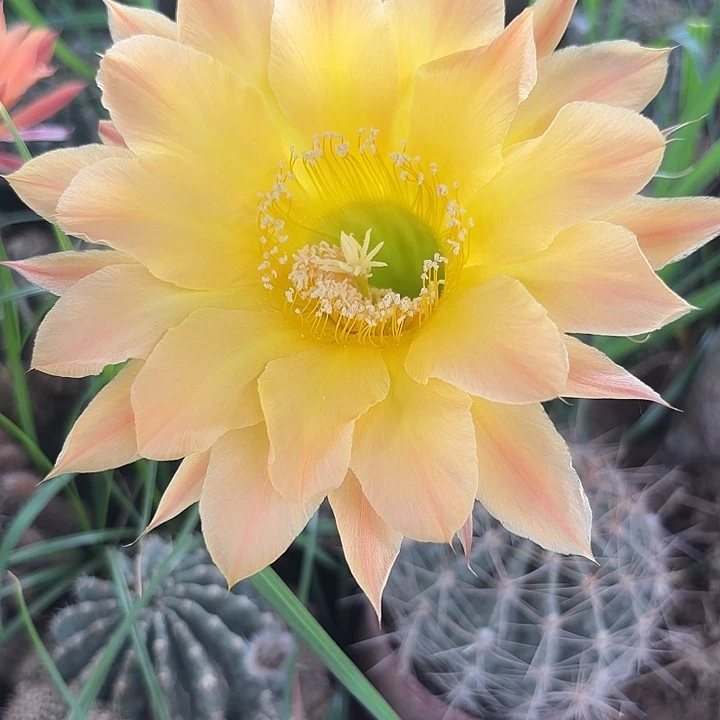 彩草彩草 000000 368