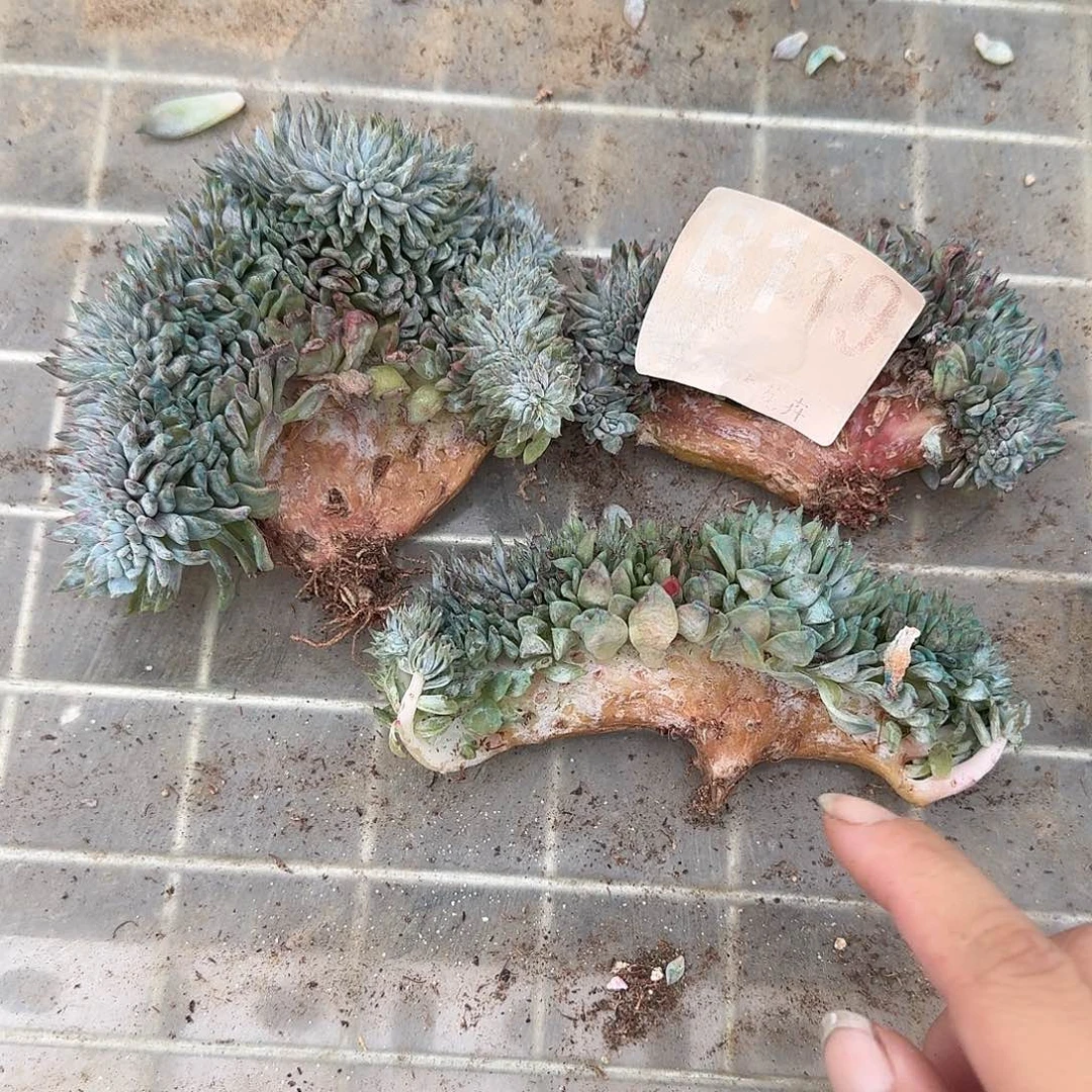星影缀化三个福利