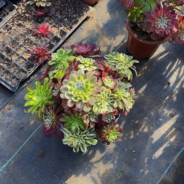 架接法师一个408号