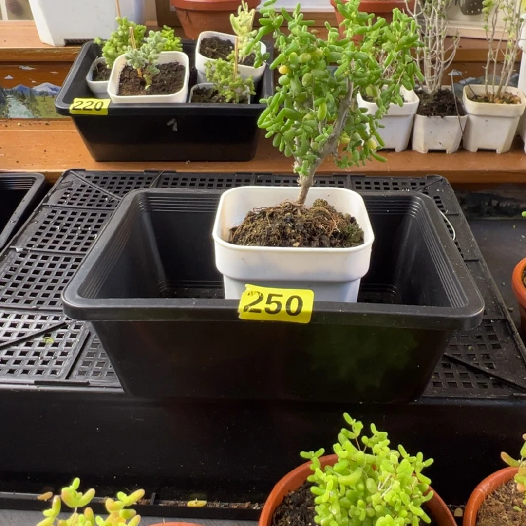 枝干番杏多肉植物250