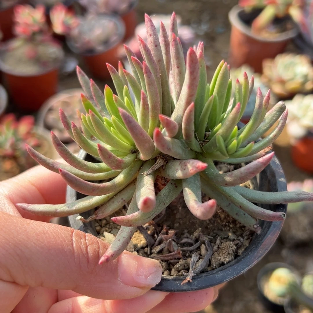 顺****士多肉植物多肉植物