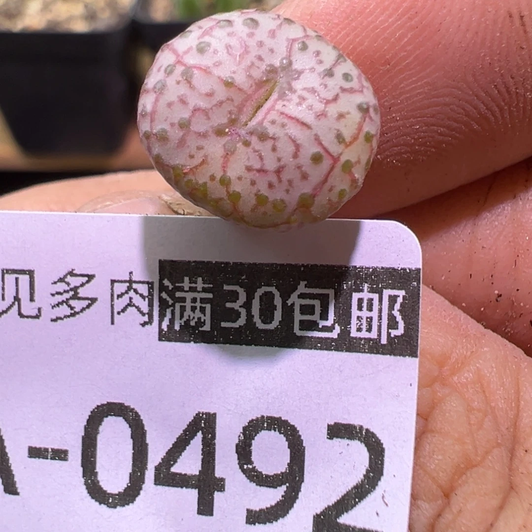 多肉植物11111111111