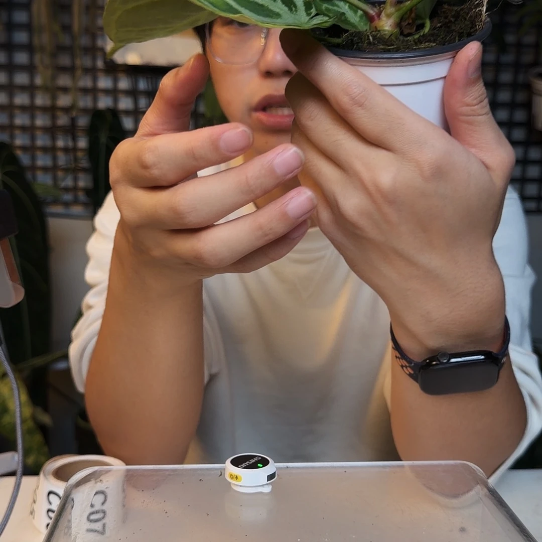 完全开放B194  铜锣烧