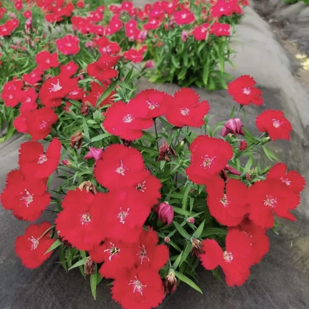 美国石竹大红色欧石庭院绿化地栽盆栽绿化耐寒耐旱四季开花草坪