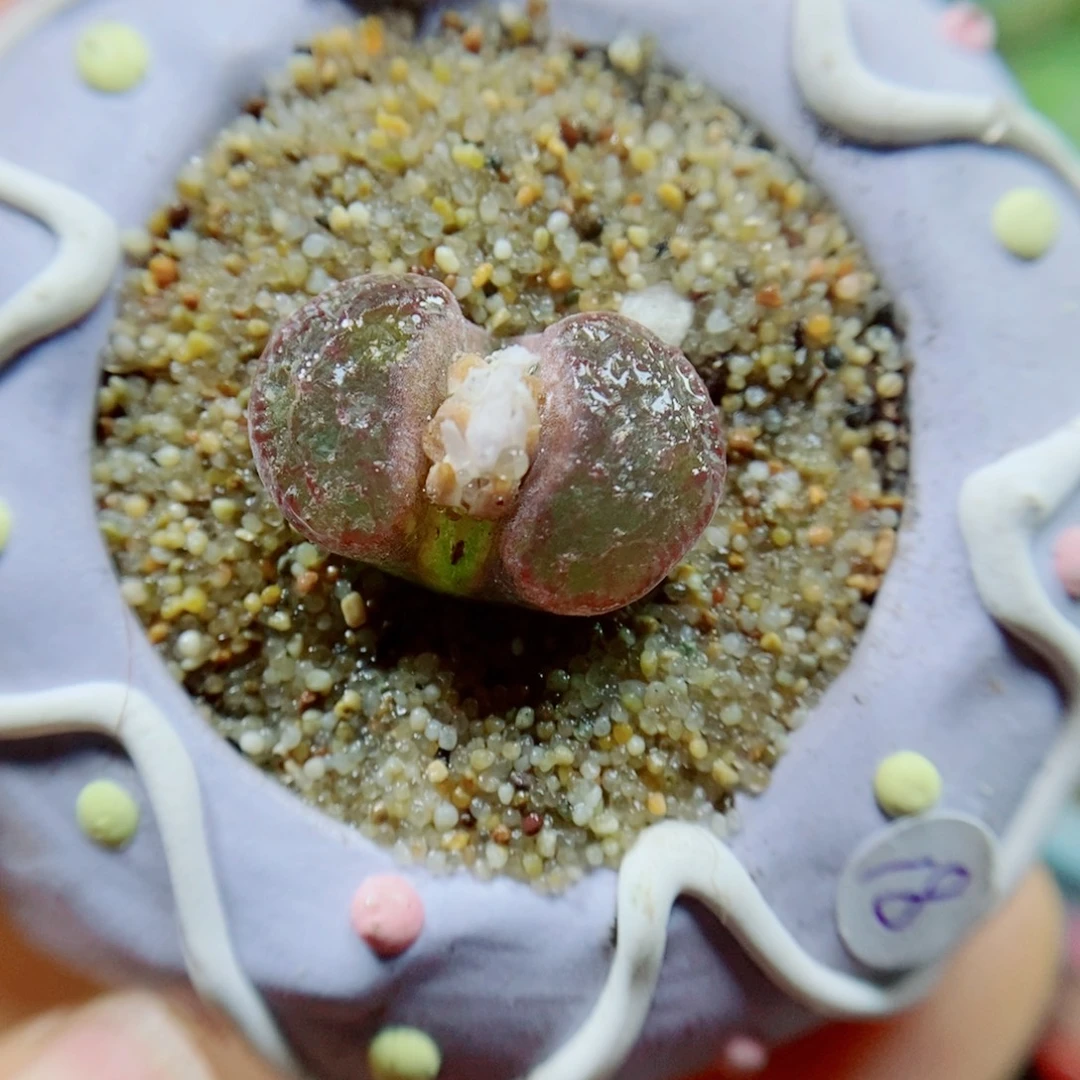 生石花花花花花花花373