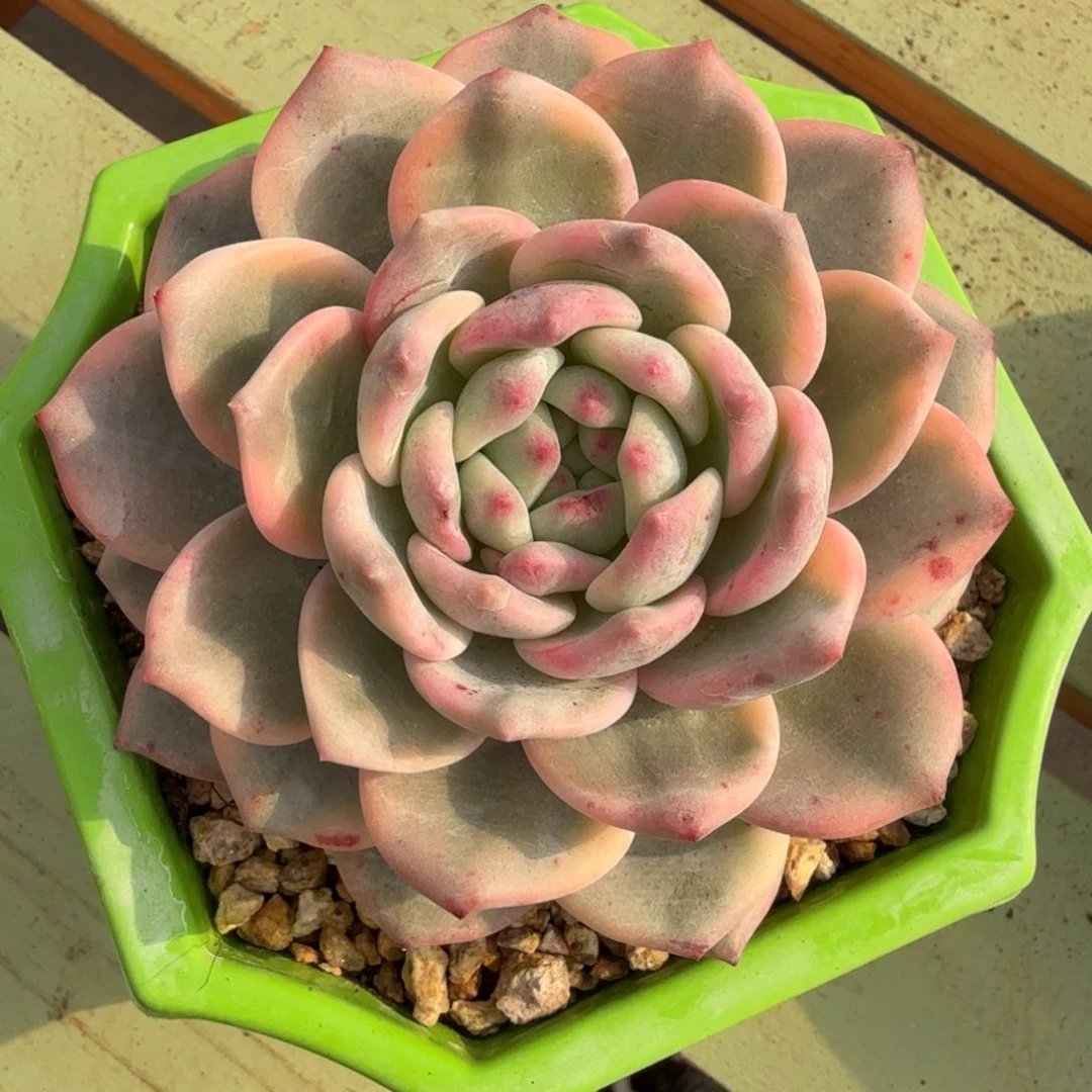 艾丽尔锦，锦上园艺一物一拍