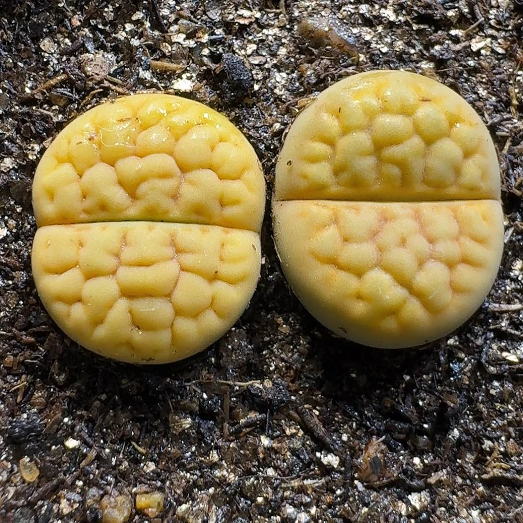 生石花111111。   137