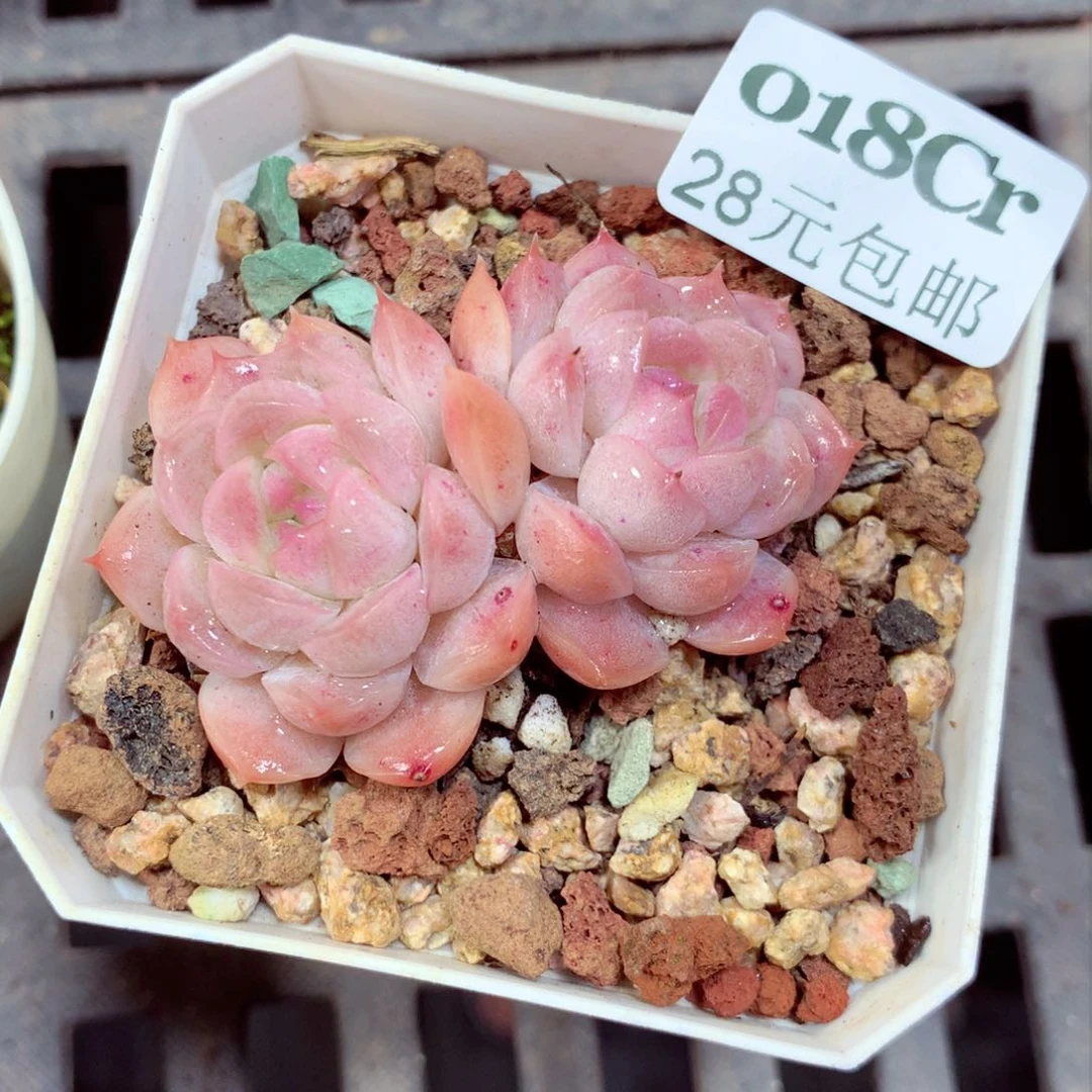 5厘米盆精控多肉018