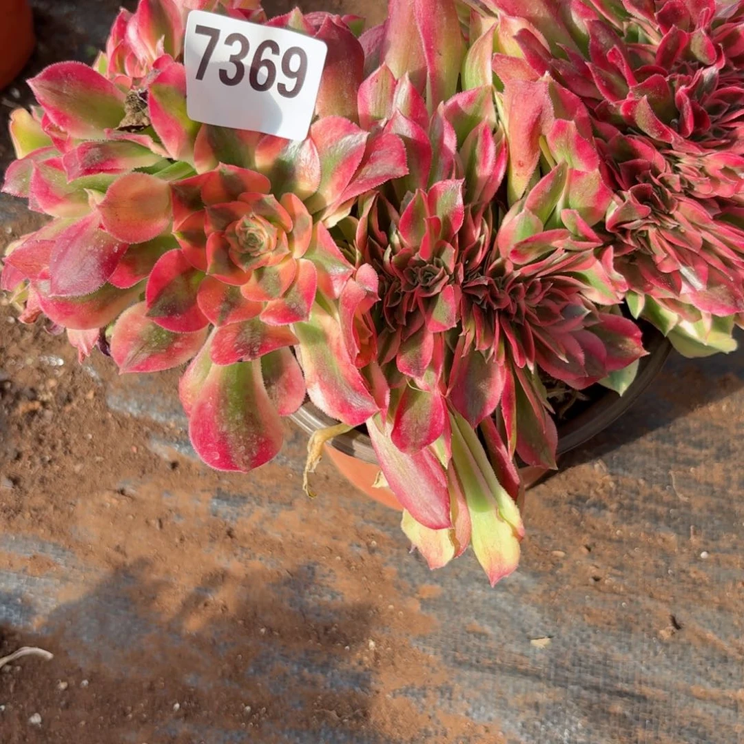 我7369 号多肉法师新年特价