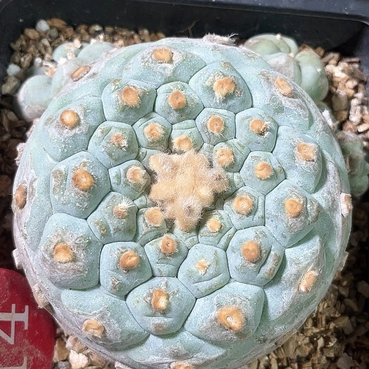 仙人球落地自根8.2公分14