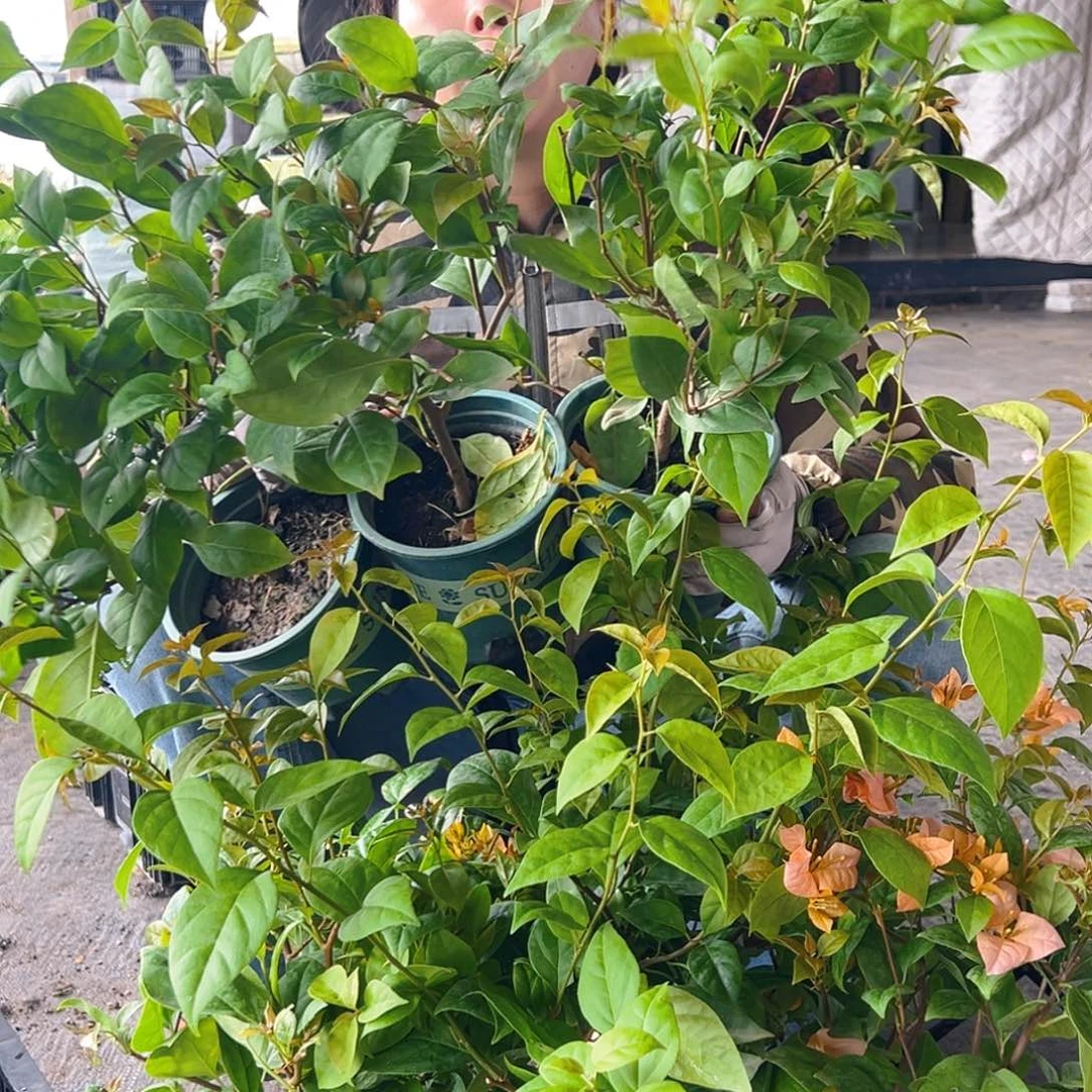 完全开放金发女郎掌中宝一棵