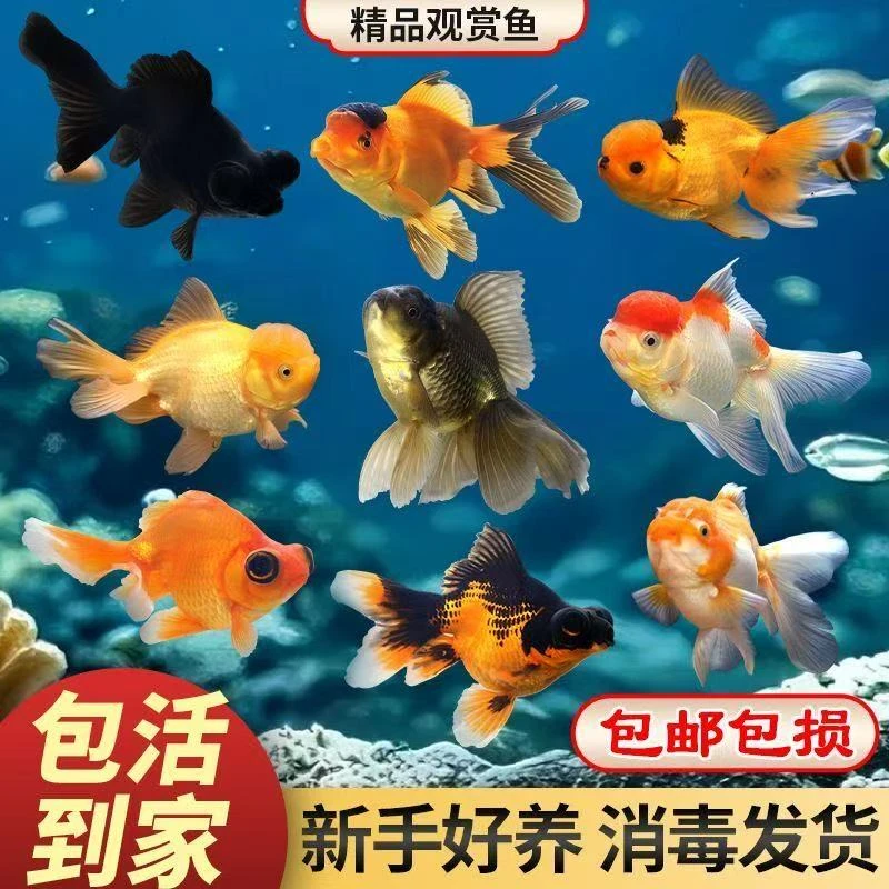 精品赛级大金鱼国狮龙睛顶红混发包邮包损售后24h大尺寸11-14cm