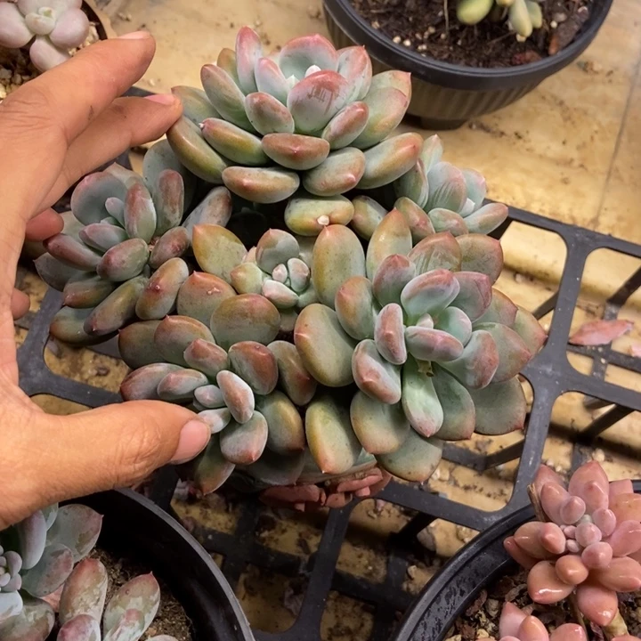 钮**橙多肉植物一物一拍