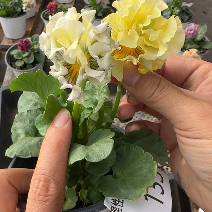 无花朵L133角堇小苗一物一拍苗晃