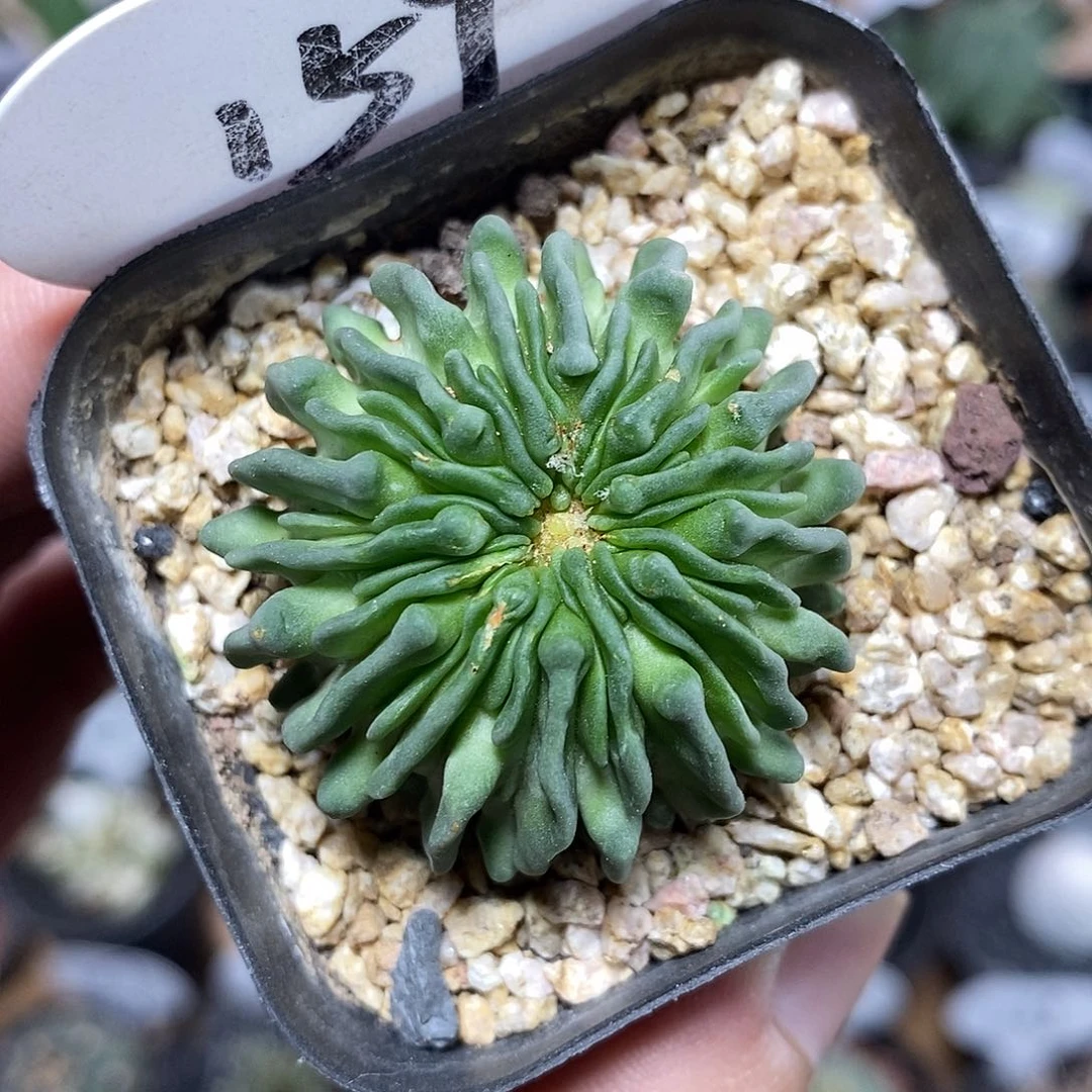 精子球159号3.7cm