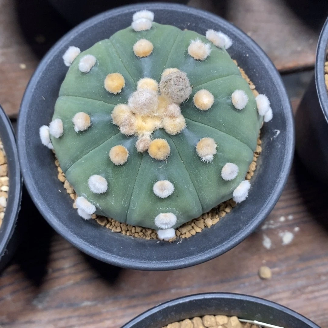 怪*樹怪………………………………