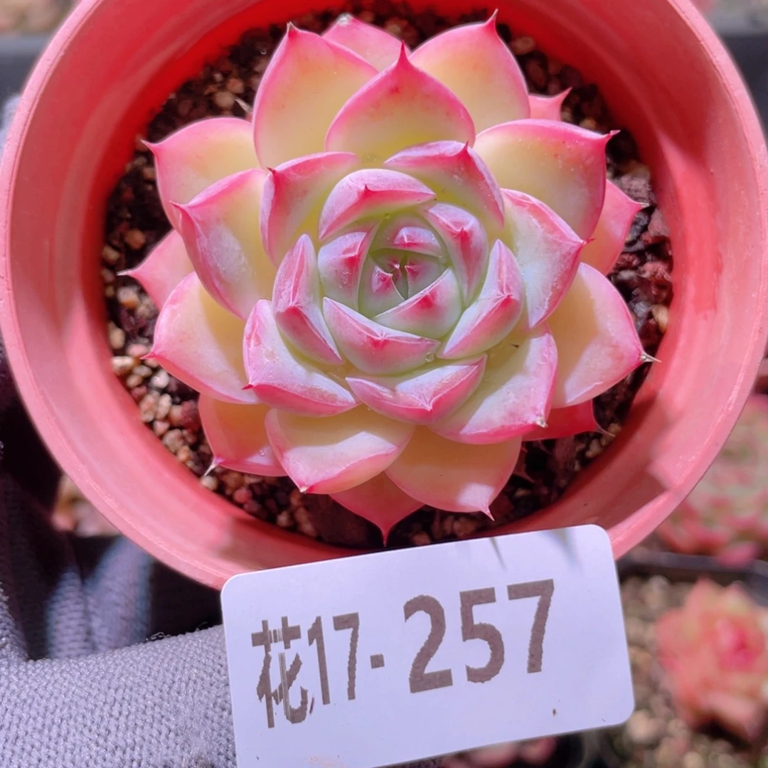 花利美17-257粉水晶