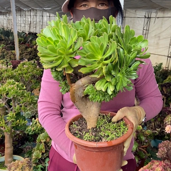 恋*161碧螺春翅膀老桩