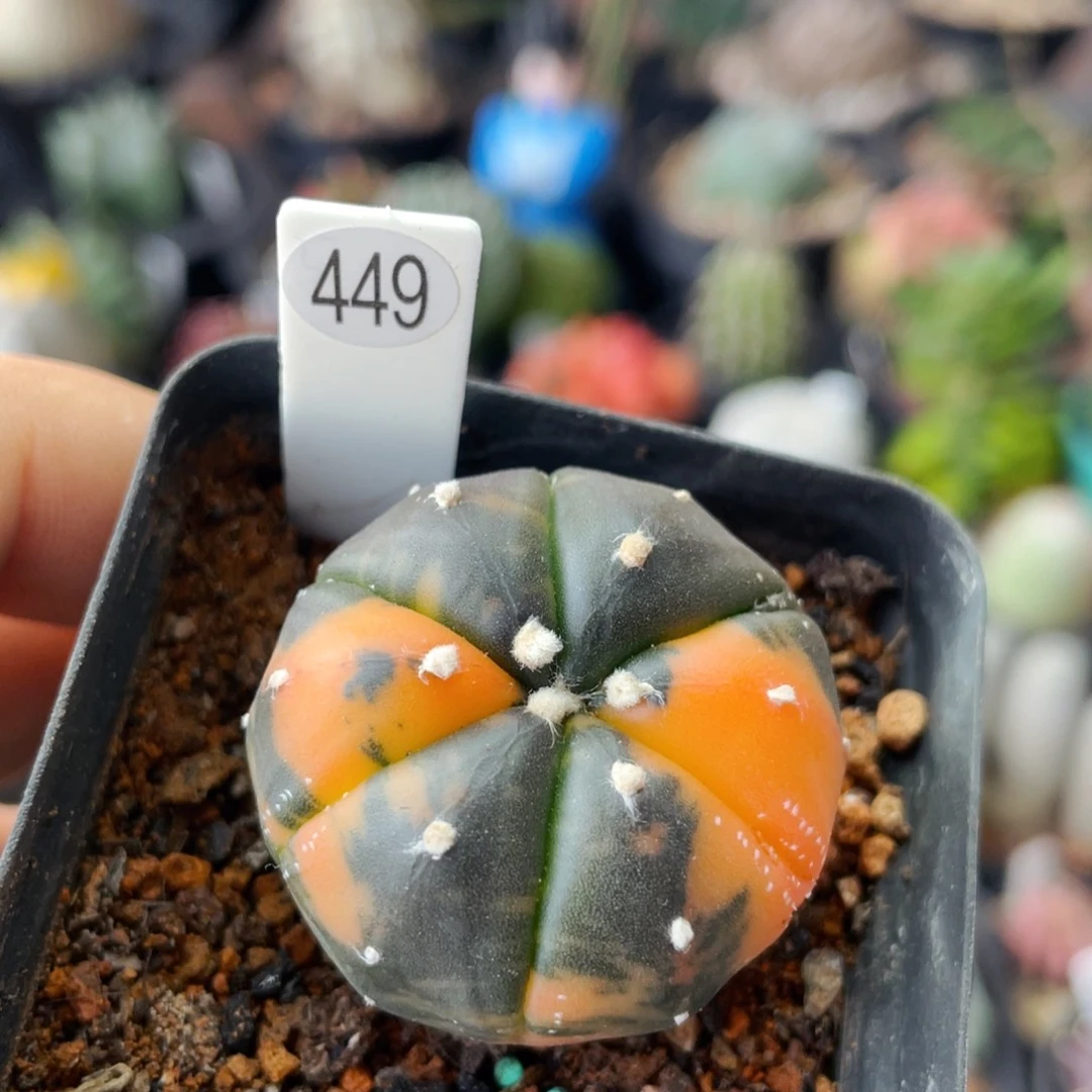 仙人球满28包邮盆口径5公分兜锦3.4公分