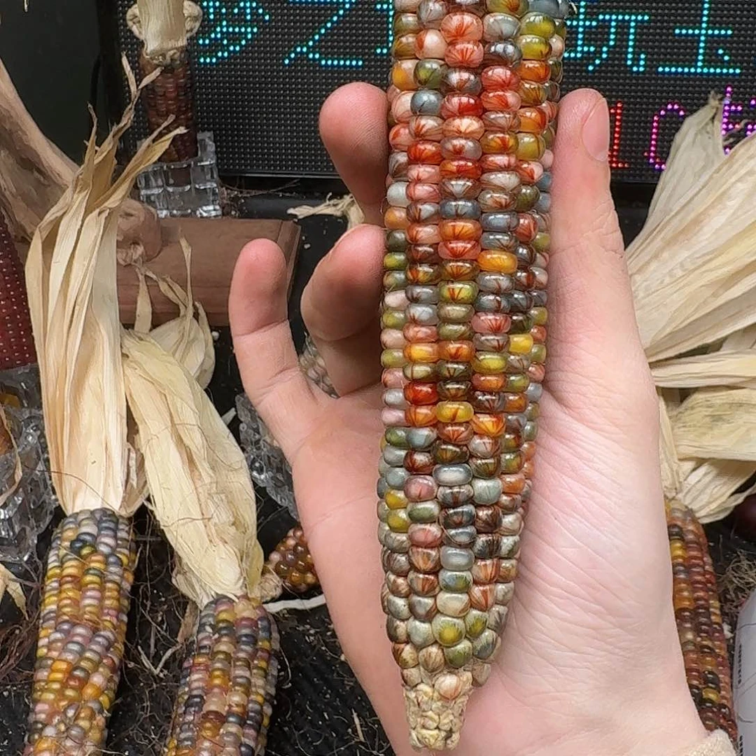 柏香籽/百香籽吊坠米*