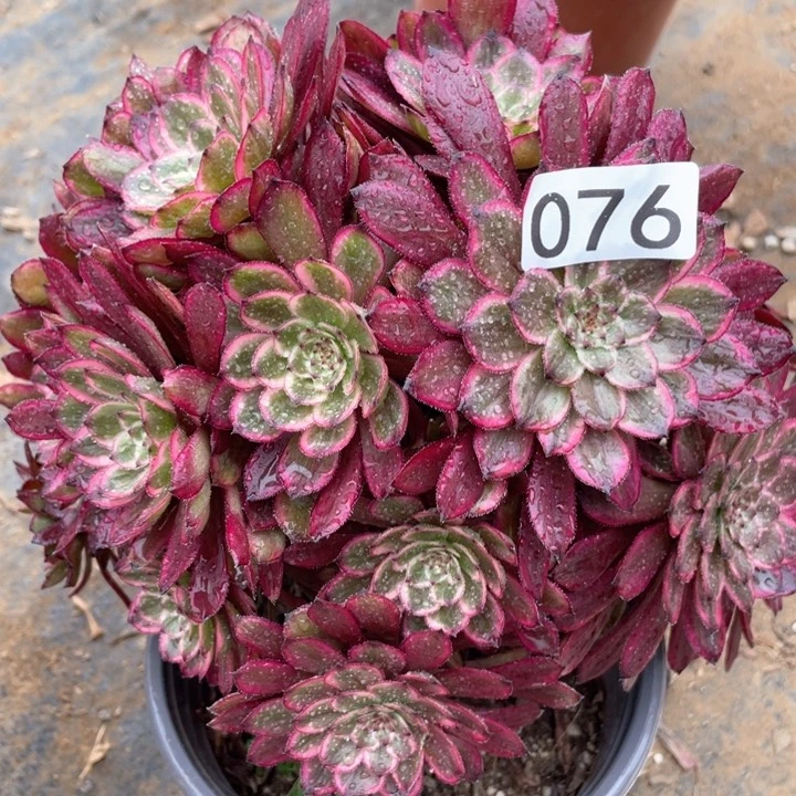 076多肉紫霞仙子