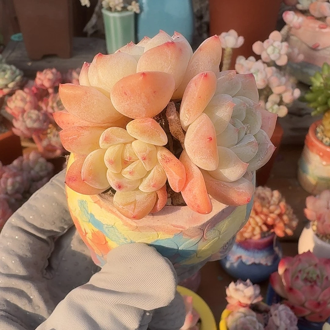 冰糕 多肉含盆土 一物一拍