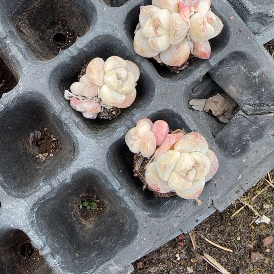 多肉小卡拉米糖心一物一拍