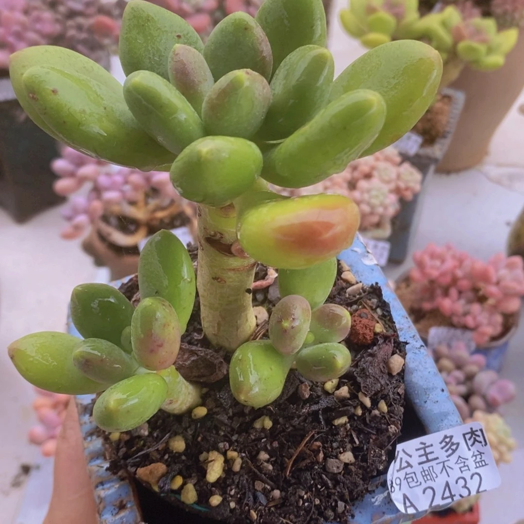 芒果奶7cm2432多肉植物