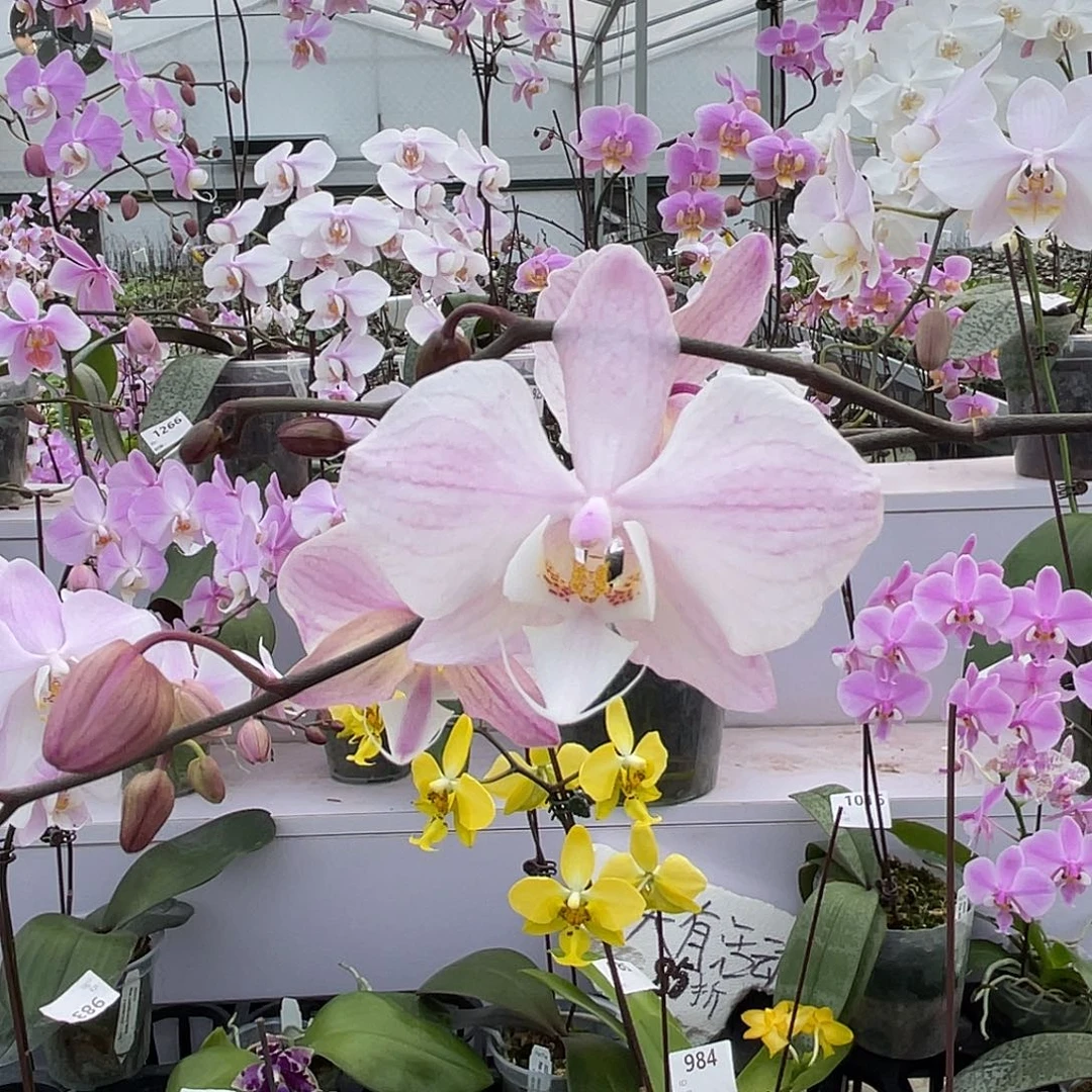 大量花朵（建议范围：8朵-15朵 或40%以上）编号823复古色M608交桑德