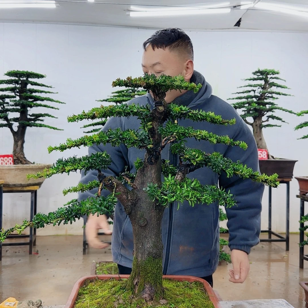 无花朵盆景园林……
