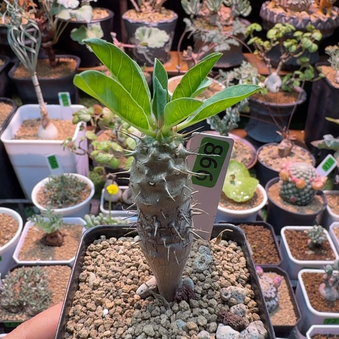 实生鬼栖阁998 仙人球