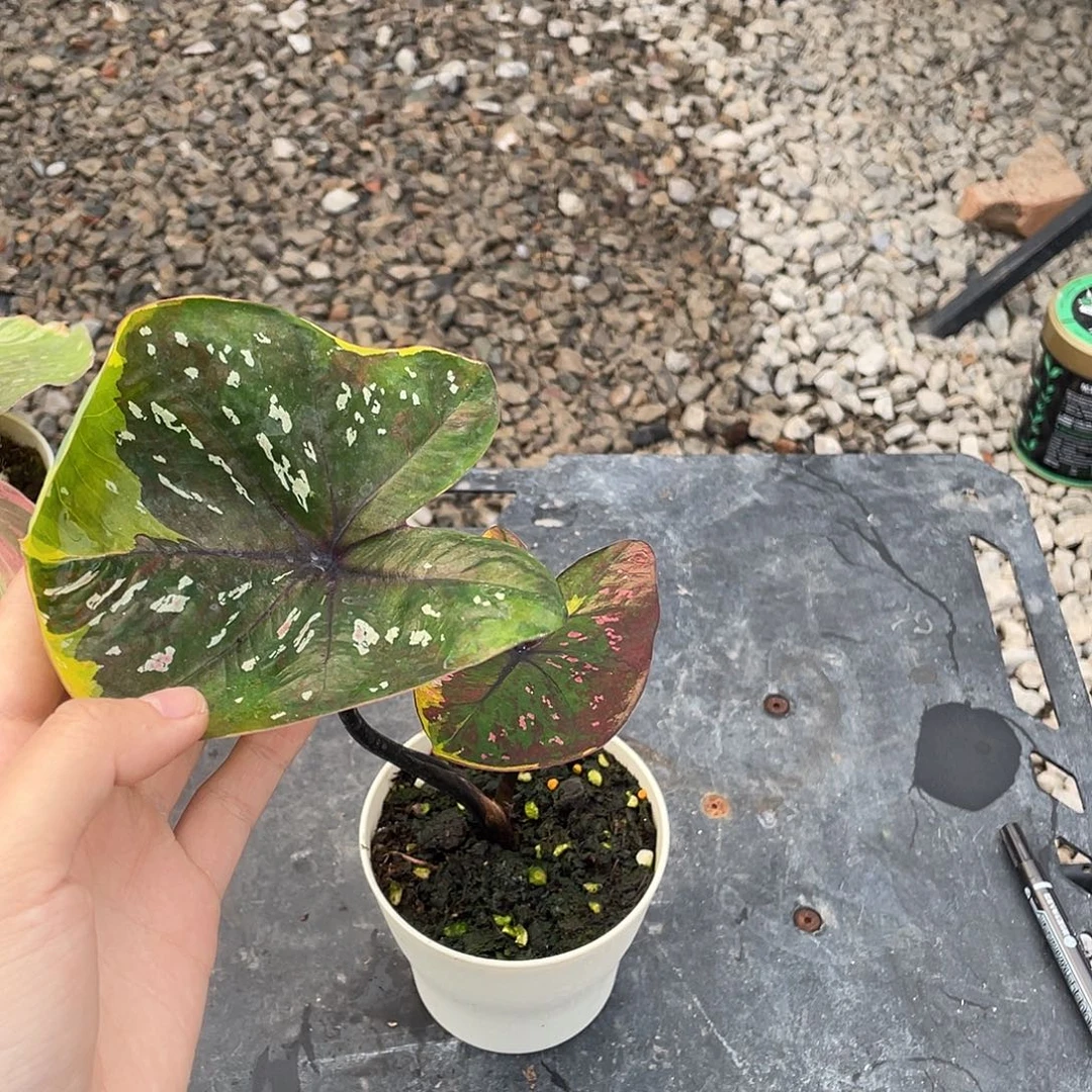 完全开放月亮公主养定