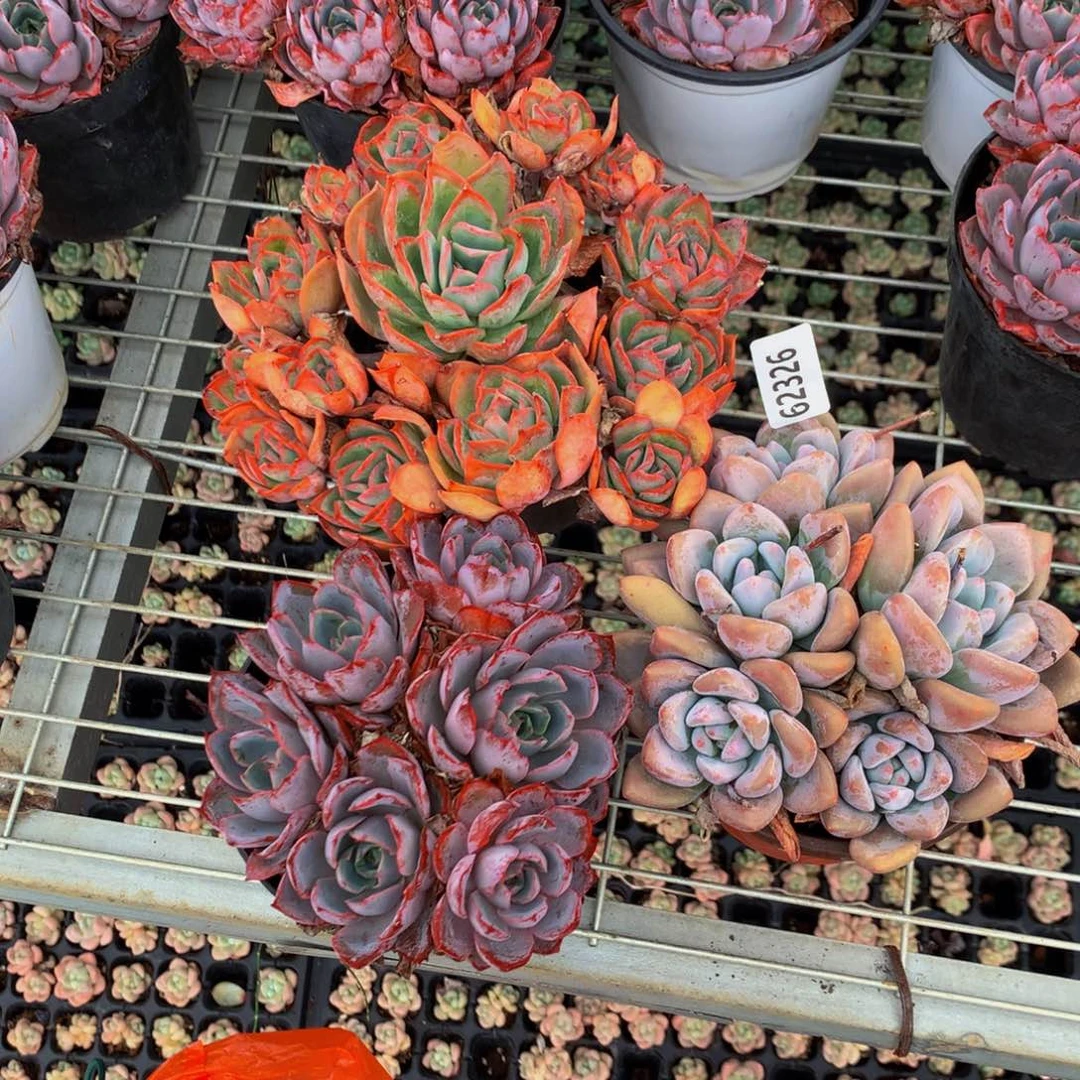 62326三个嗯嗯嗯嗯的时候