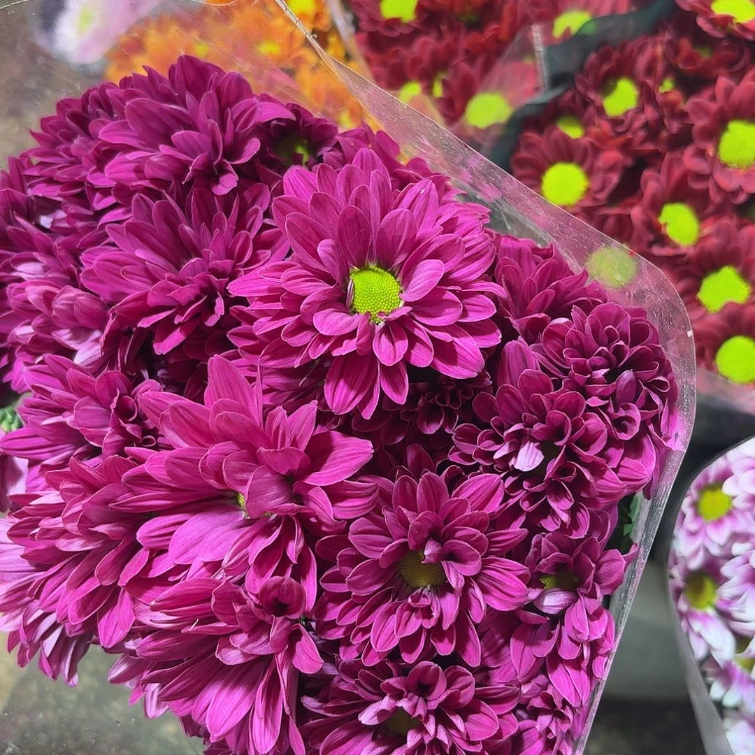 海南 重瓣紫色三文鱼