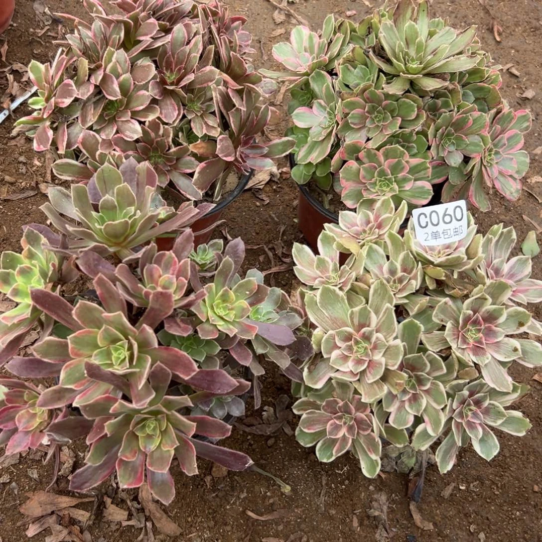 060多肉  4颗不包断头