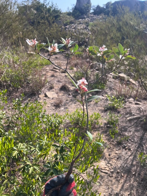 海岛春花 黑松 栀子花 映山红 石枫