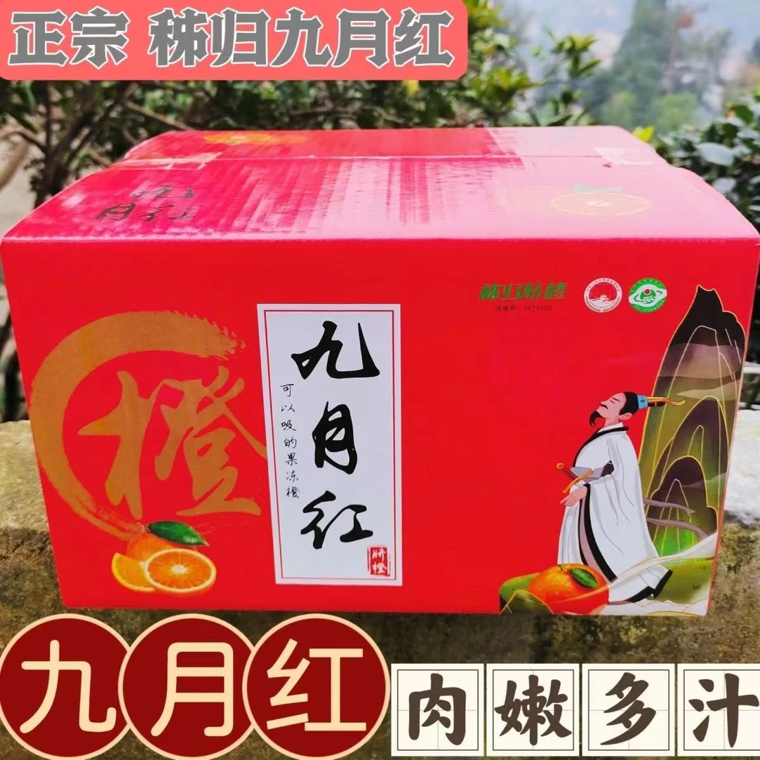 秭归脐橙九月红果冻橙自家果园现摘现发孕妇小孩放心吃天然维C