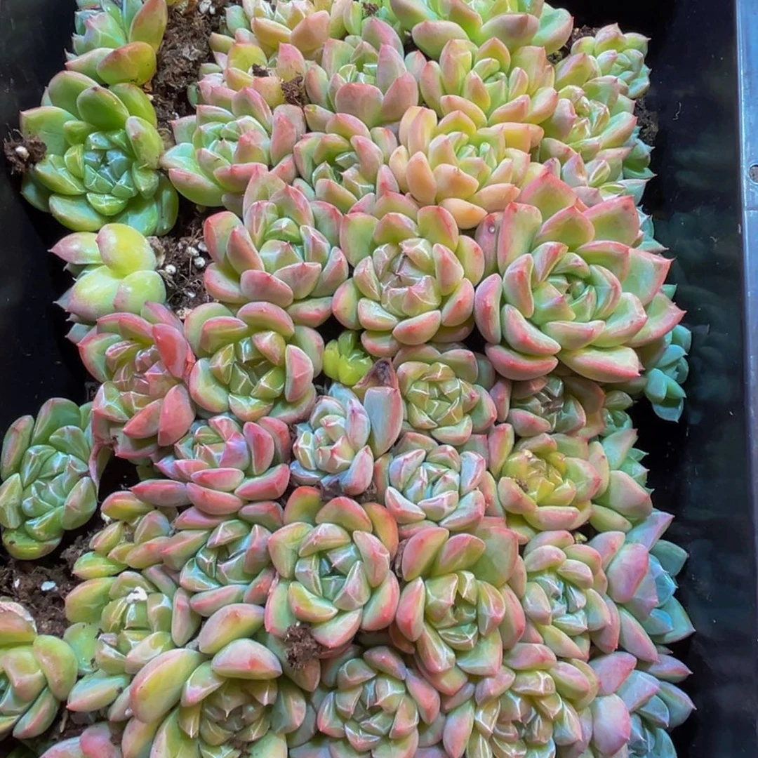 509多肉的小龙虾和一个小