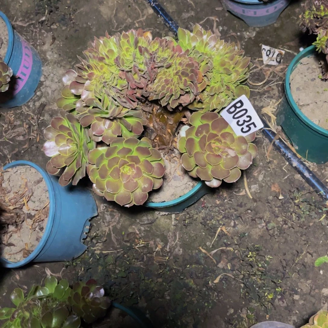 荷兰法师28////50包邮