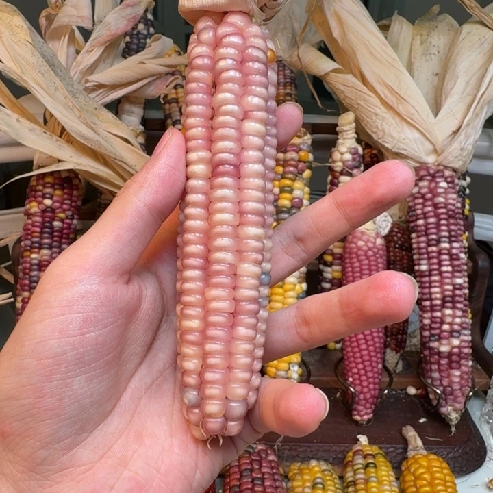 腿***儿吊坠柏香籽/百香籽