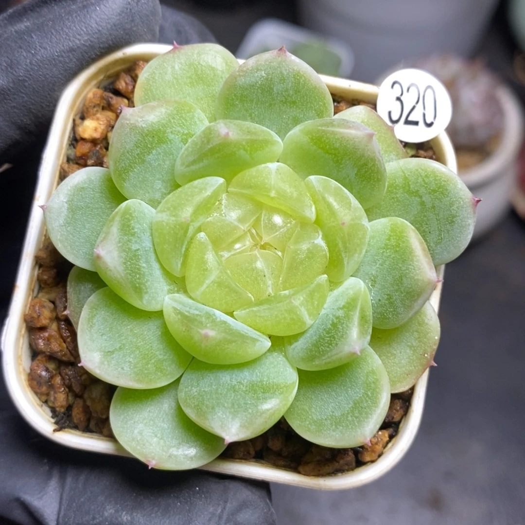 精品多肉小冠服320